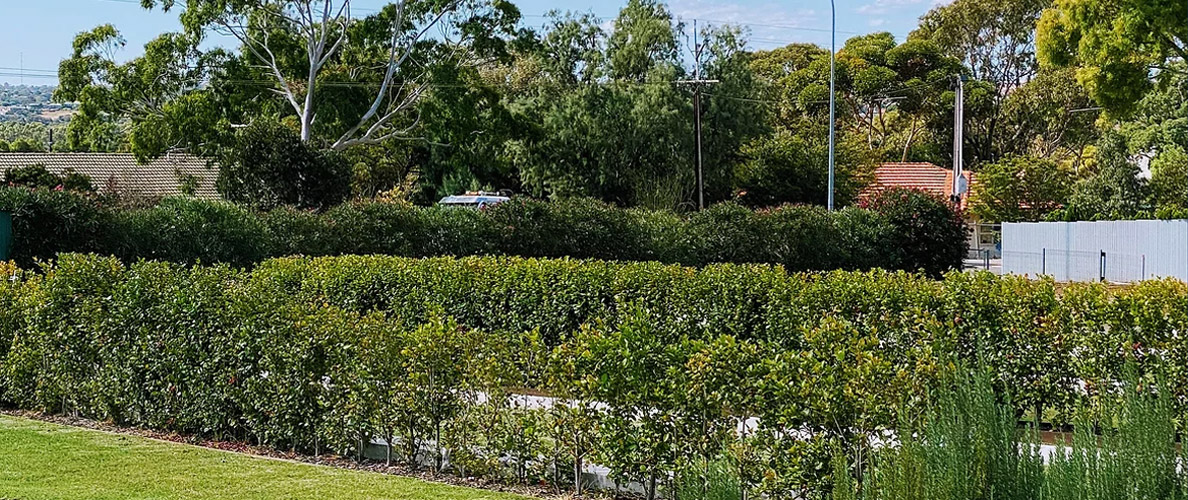 Old Noarlunga Cemetery